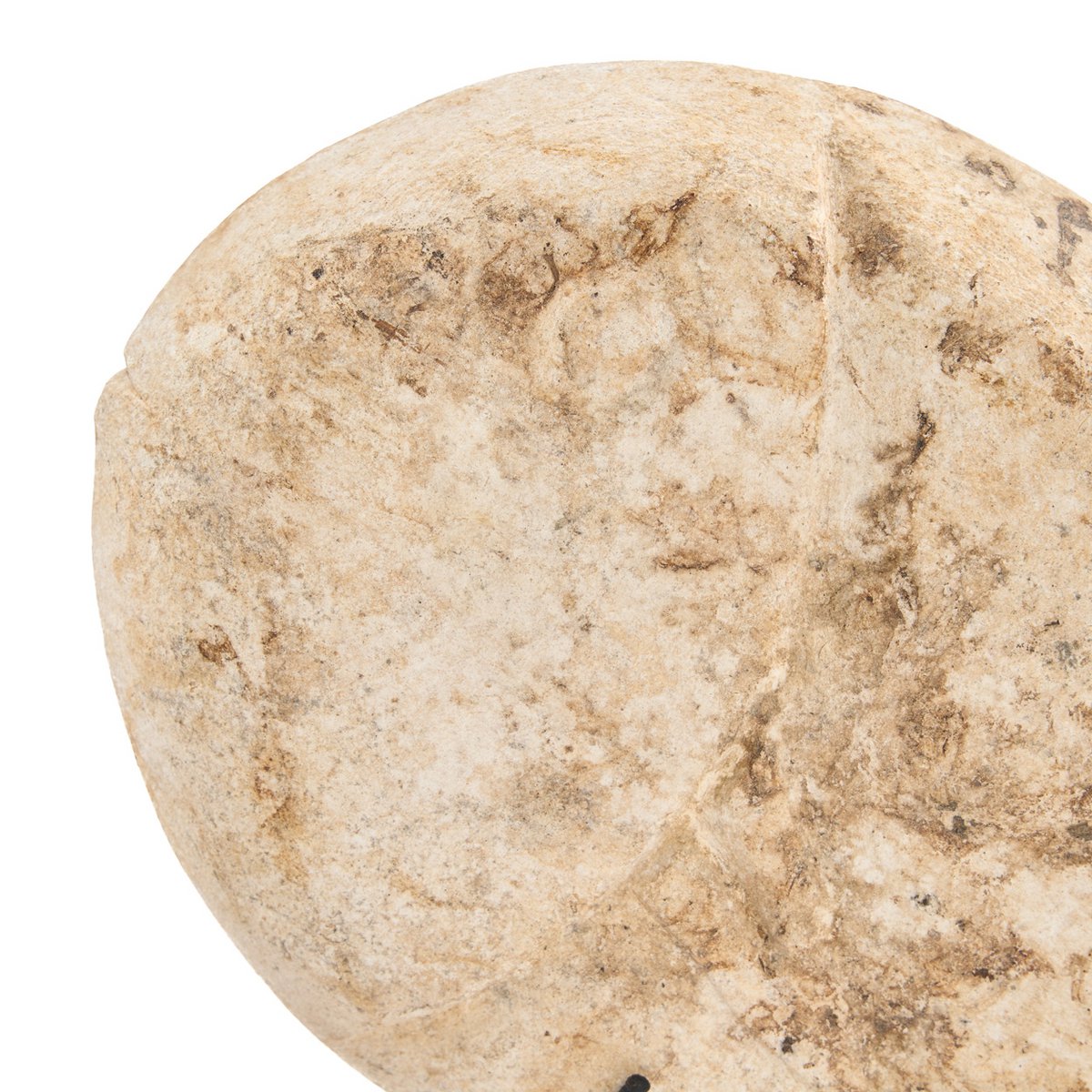 De Vissteen op Standaard - S