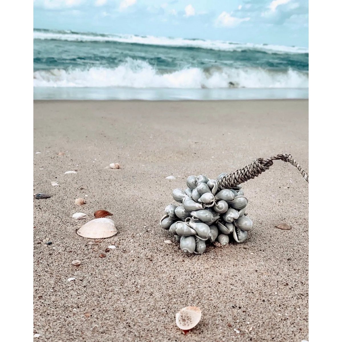 De grijze schelpkwast