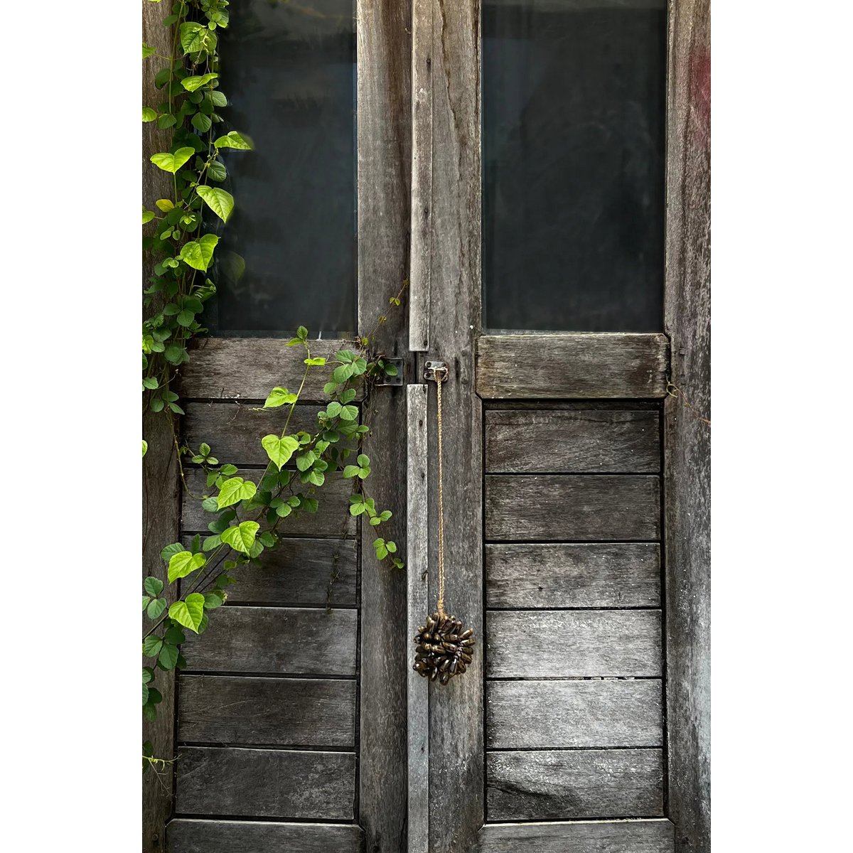 De bruine kauri shell kwast